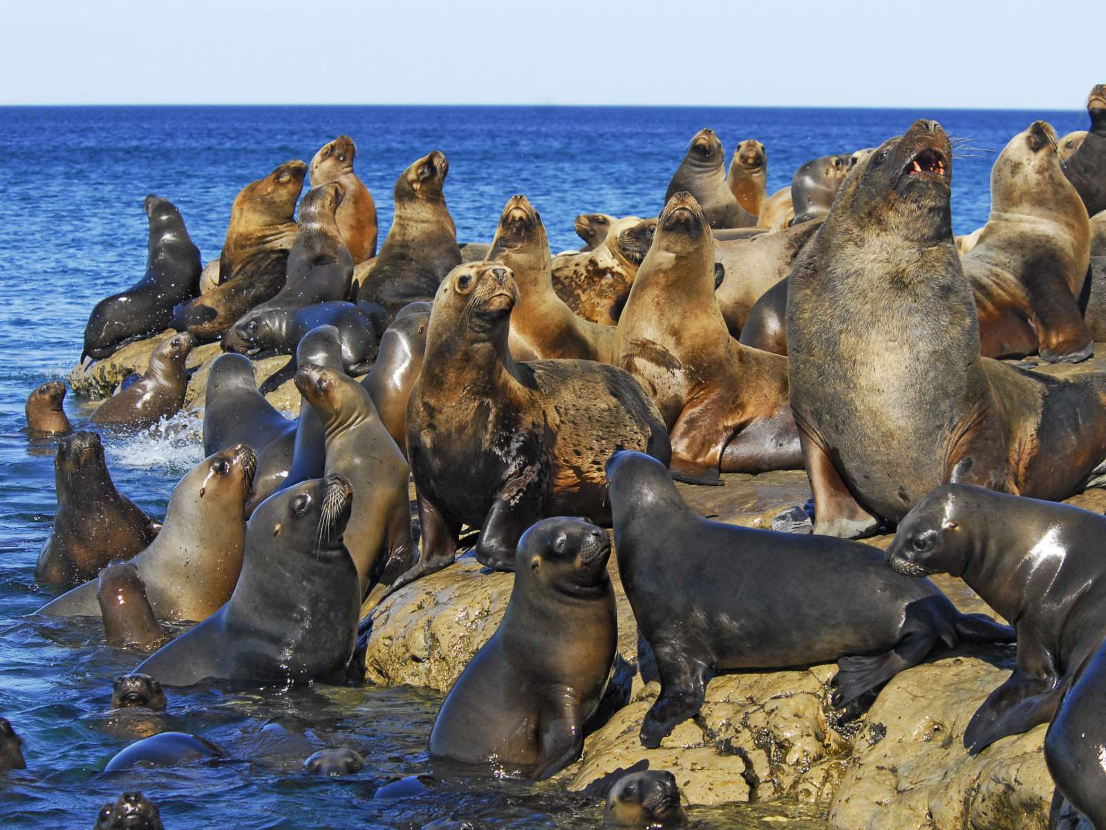 rondreis argentinie valdes puerto madryn hoogtepunt 8