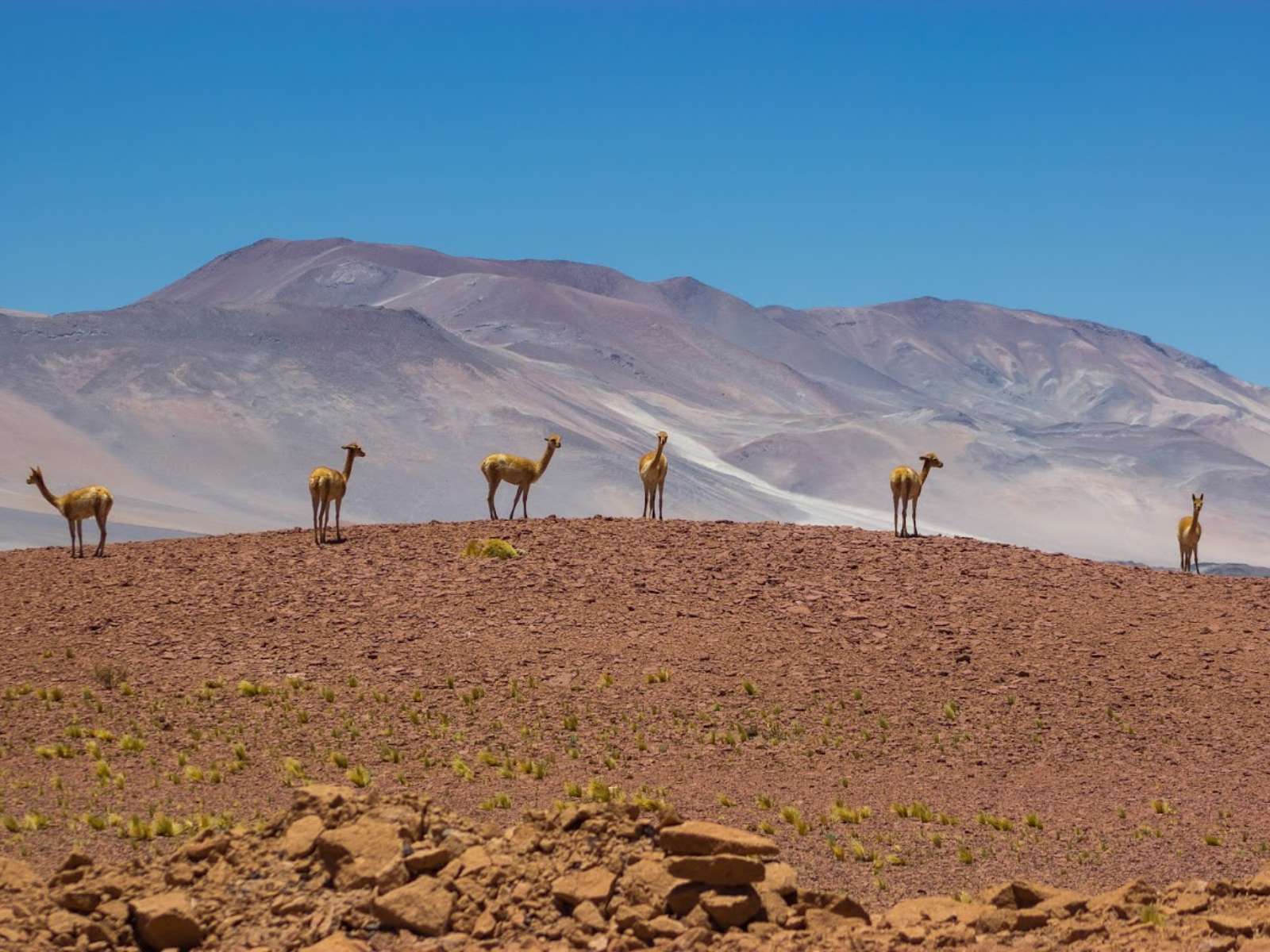 rondreis chili san pedro de atacama hoogtepunt 16