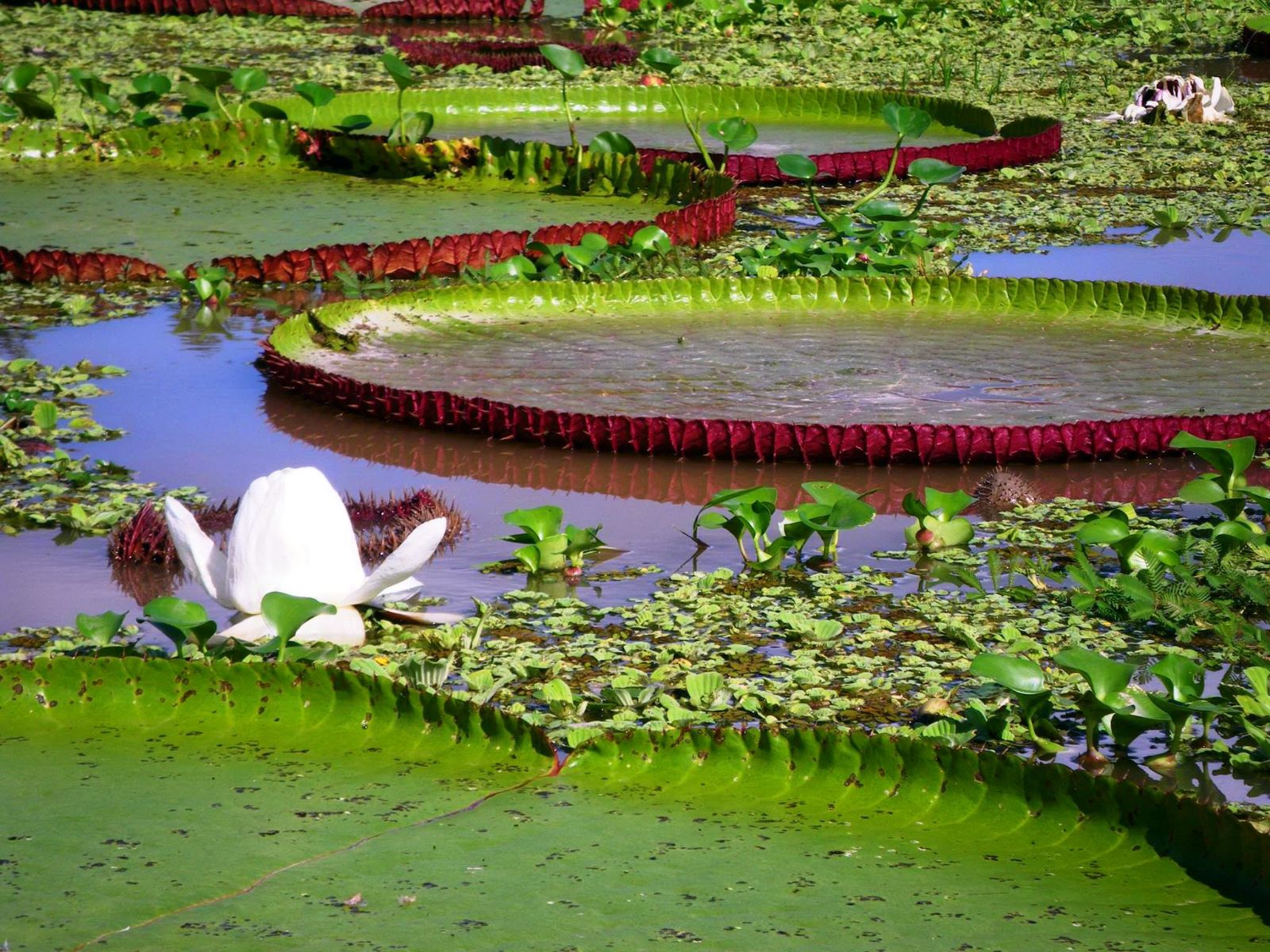 rondreis colombia, amazone (letitcia) Water lilies