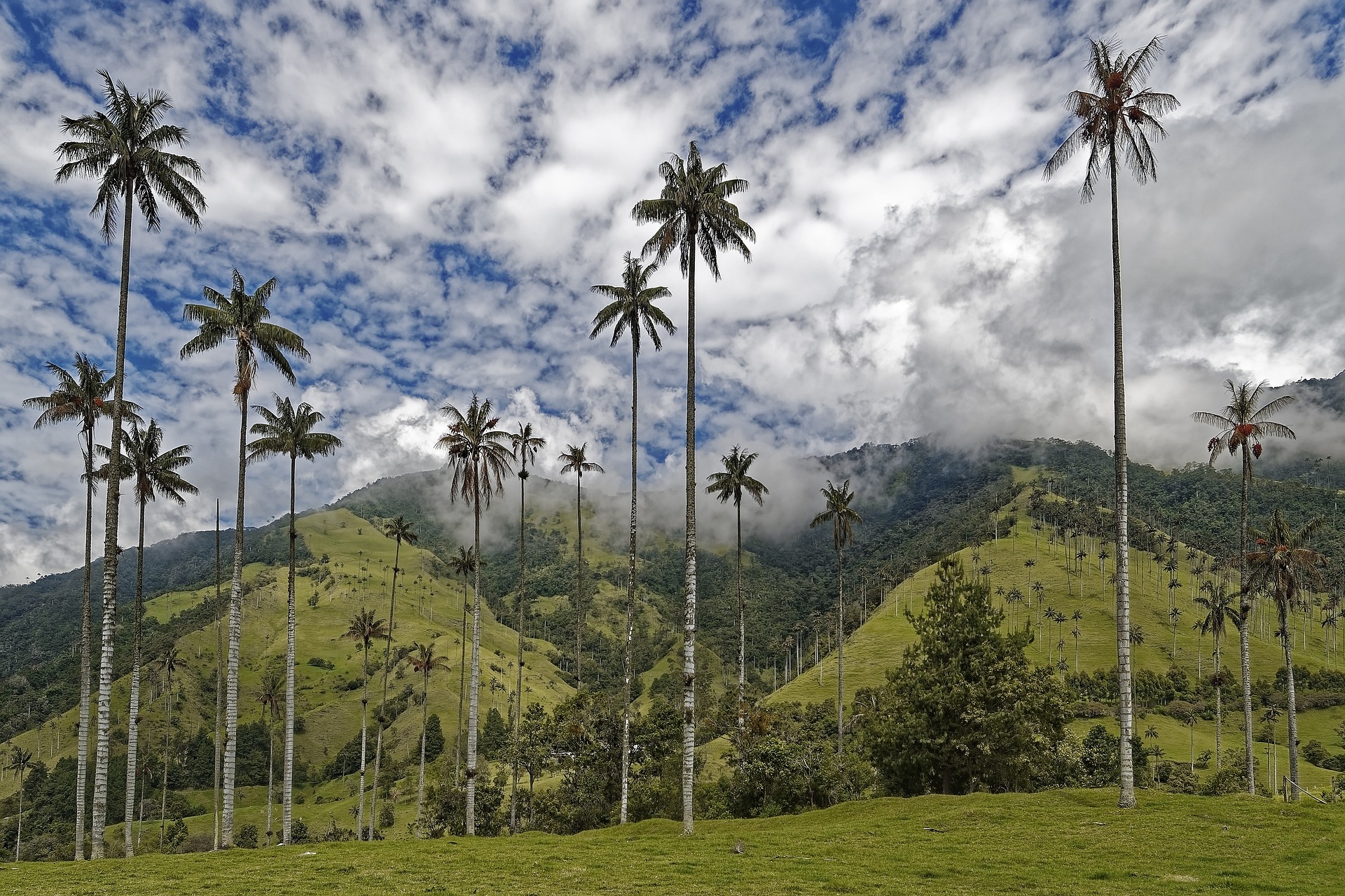 rondreis colombia armenia valle de cocora hoogtepunt