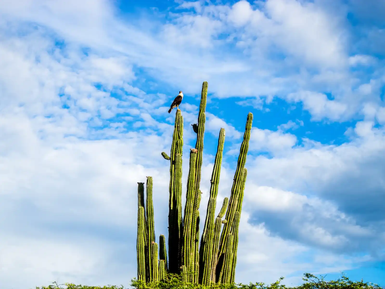 rondreis colombia, tatacoa woestijn (neiva) cactus met vogel