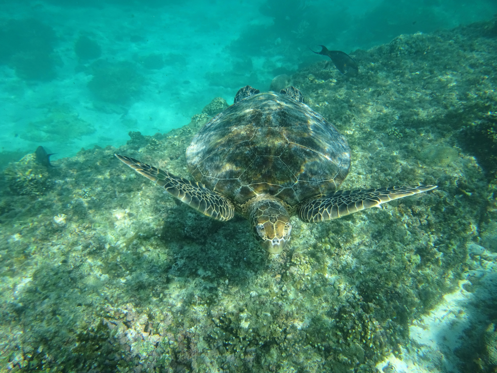 rondreis oman, ad daymaniyat islands Schildpad