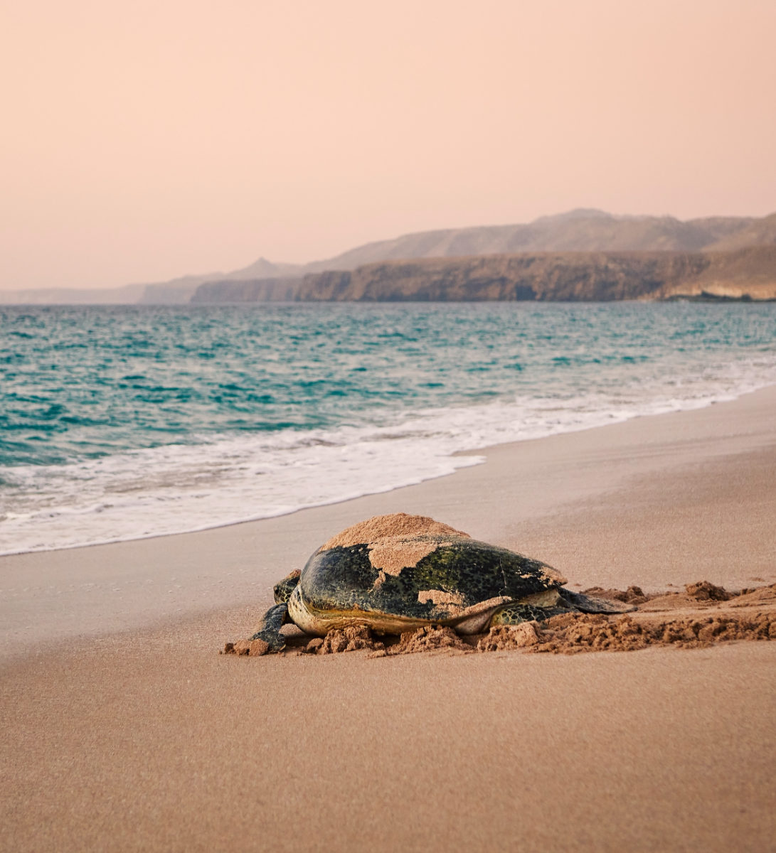 rondreis oman, ras al jinz schildpad aan de strand