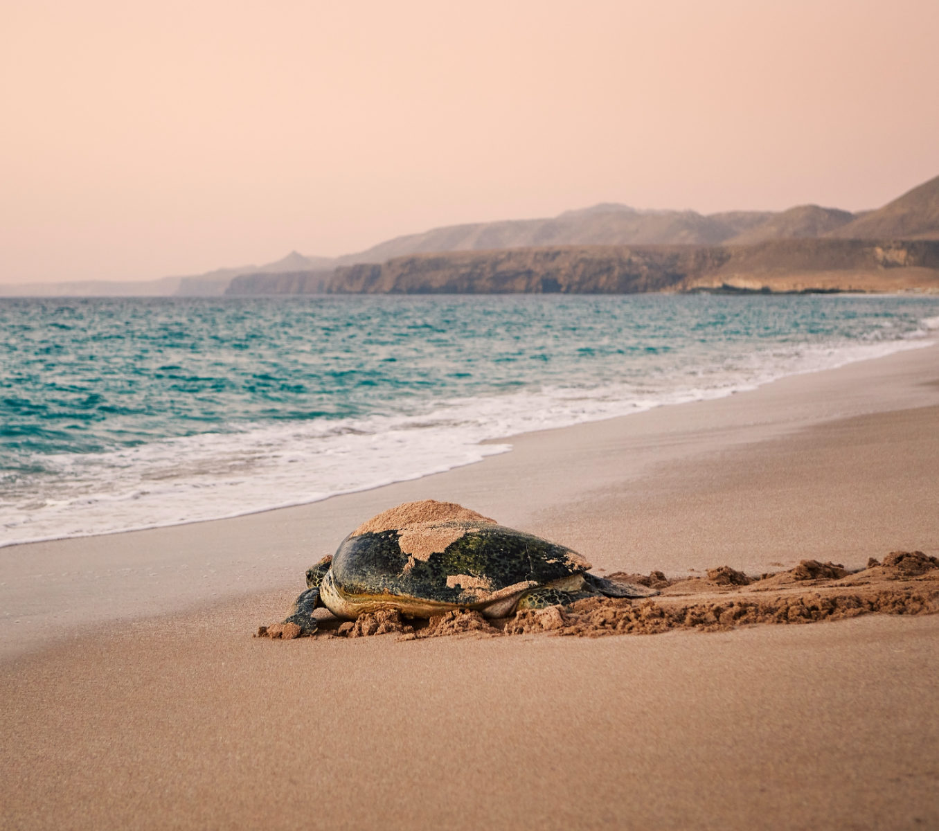 rondreis oman, ras al jinz schildpad aan de strand