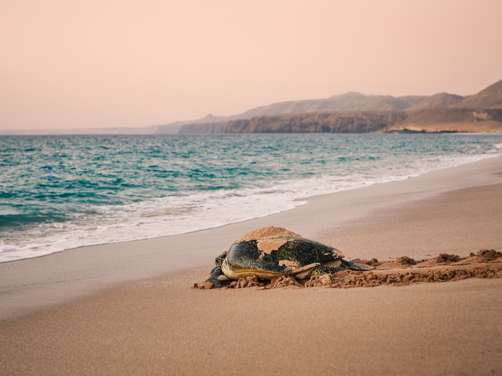 rondreis oman, ras al jinz schildpad aan de strand