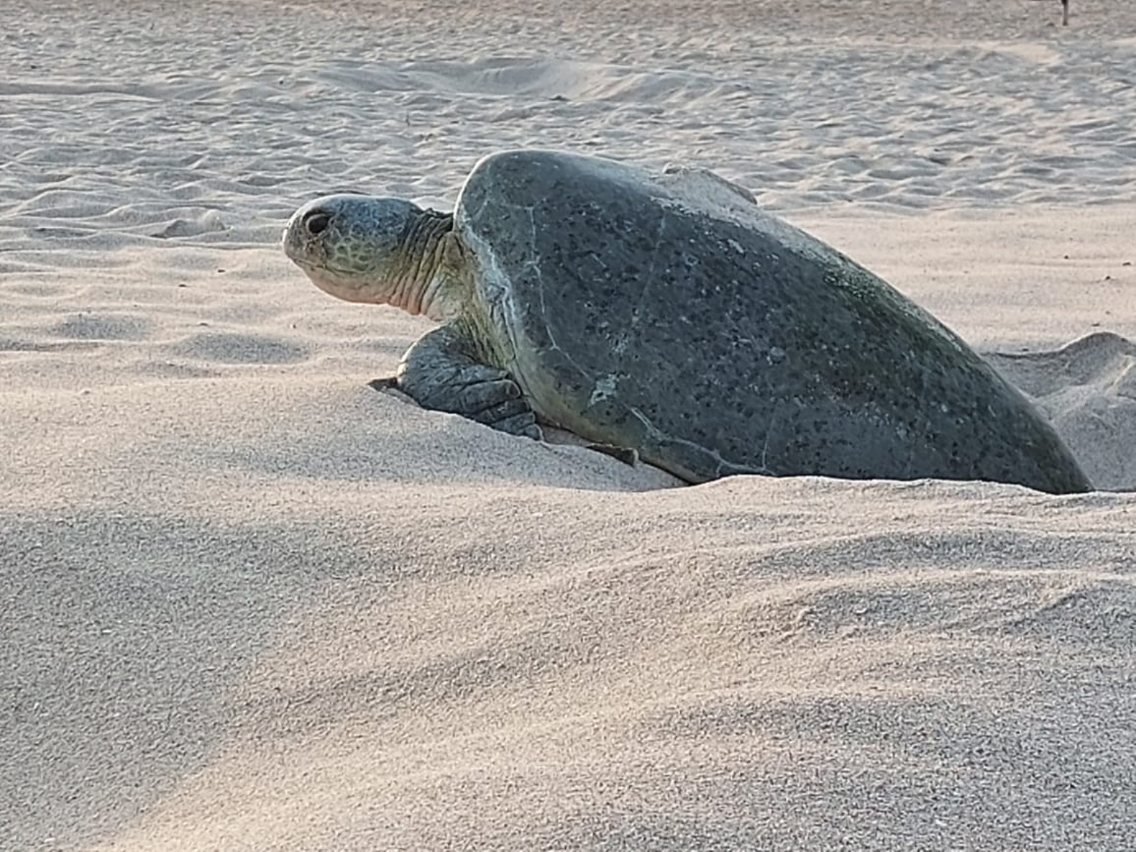 rondreis oman, ras al jinz schildpad