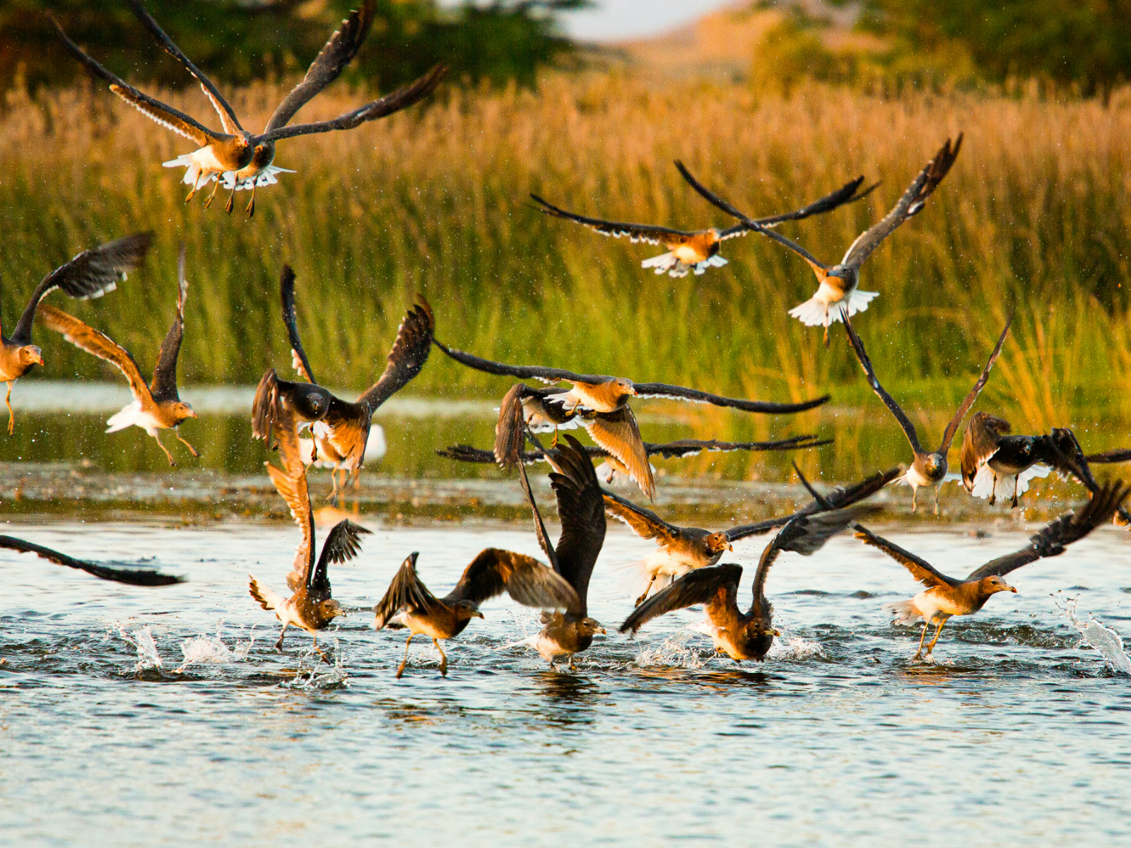 rondreis oman, salalah vogels