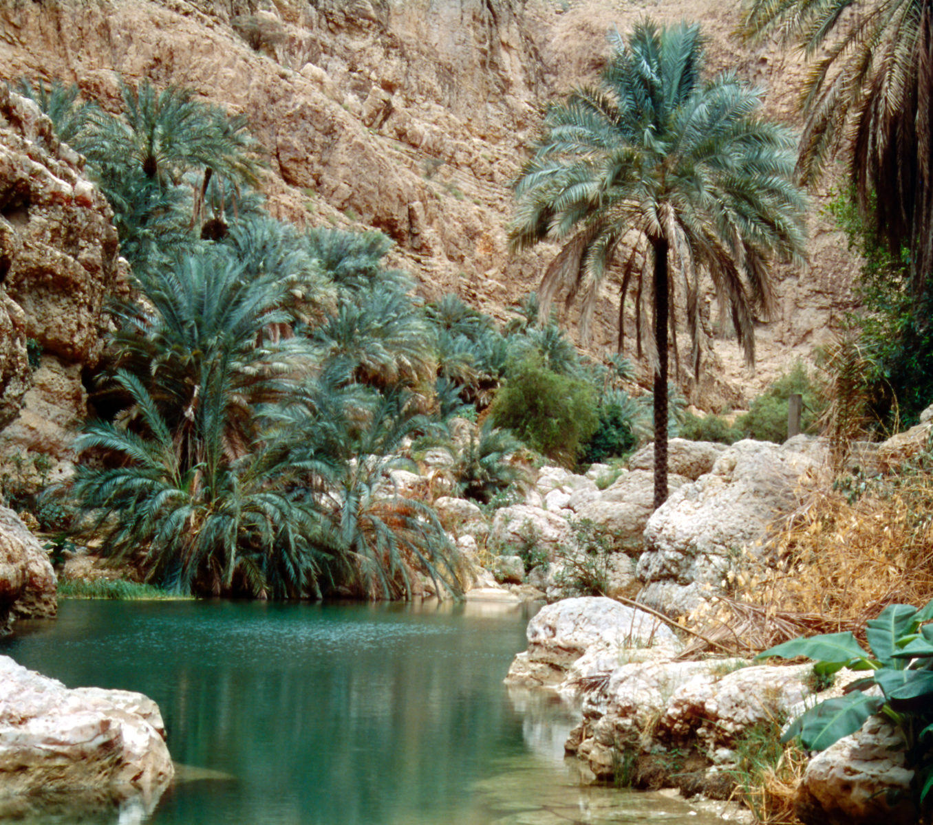 rondreis oman, wadi shab Oasis