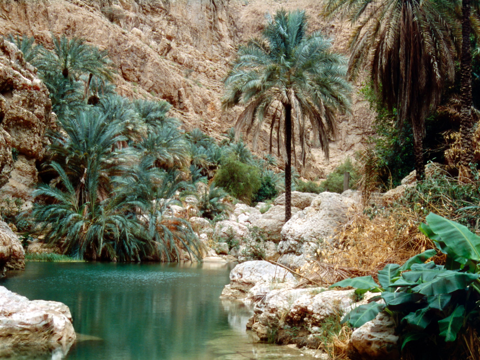 rondreis oman, wadi shab Oasis
