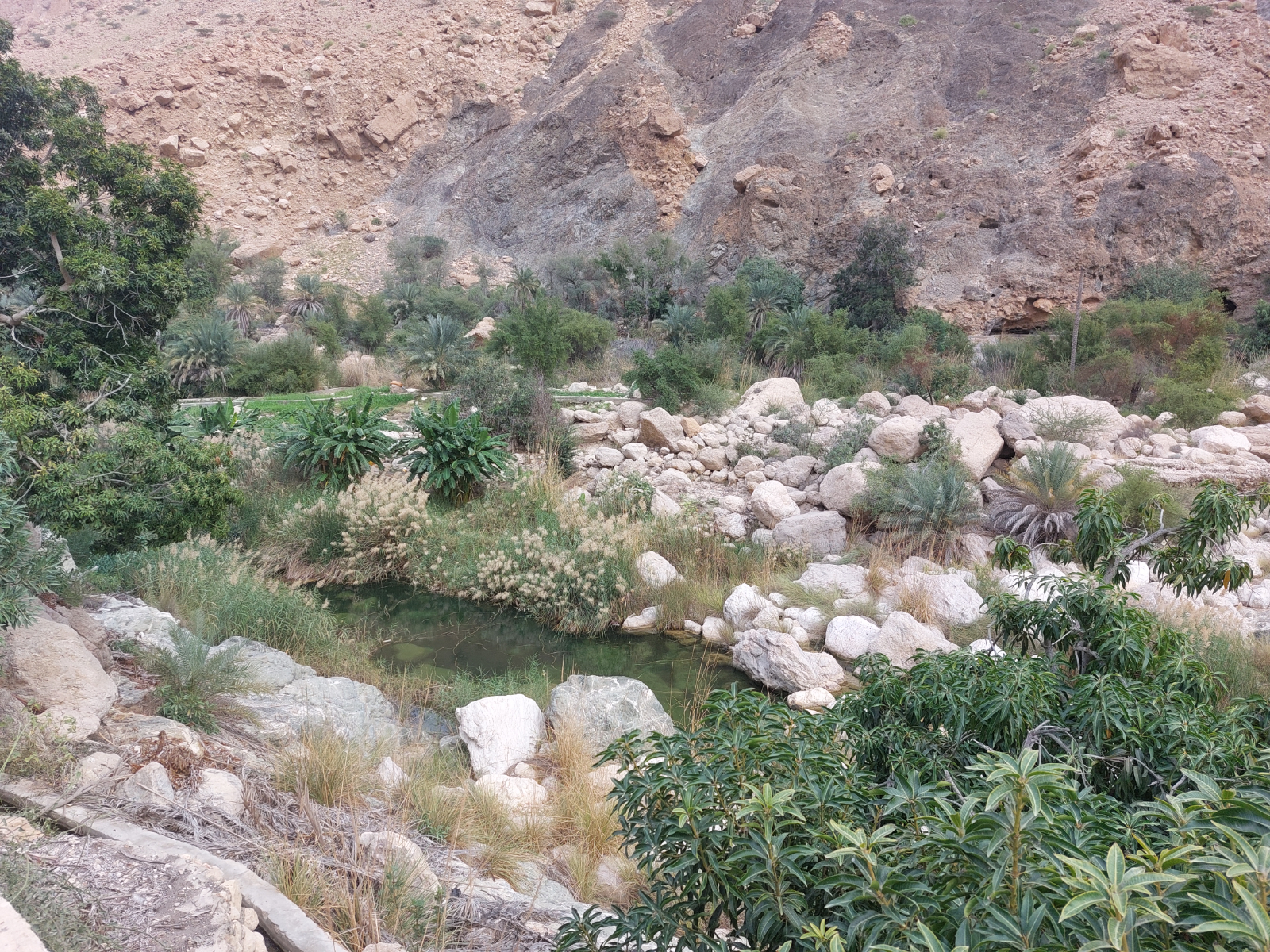 rondreis oman, wadi tiwi Oasis met planten
