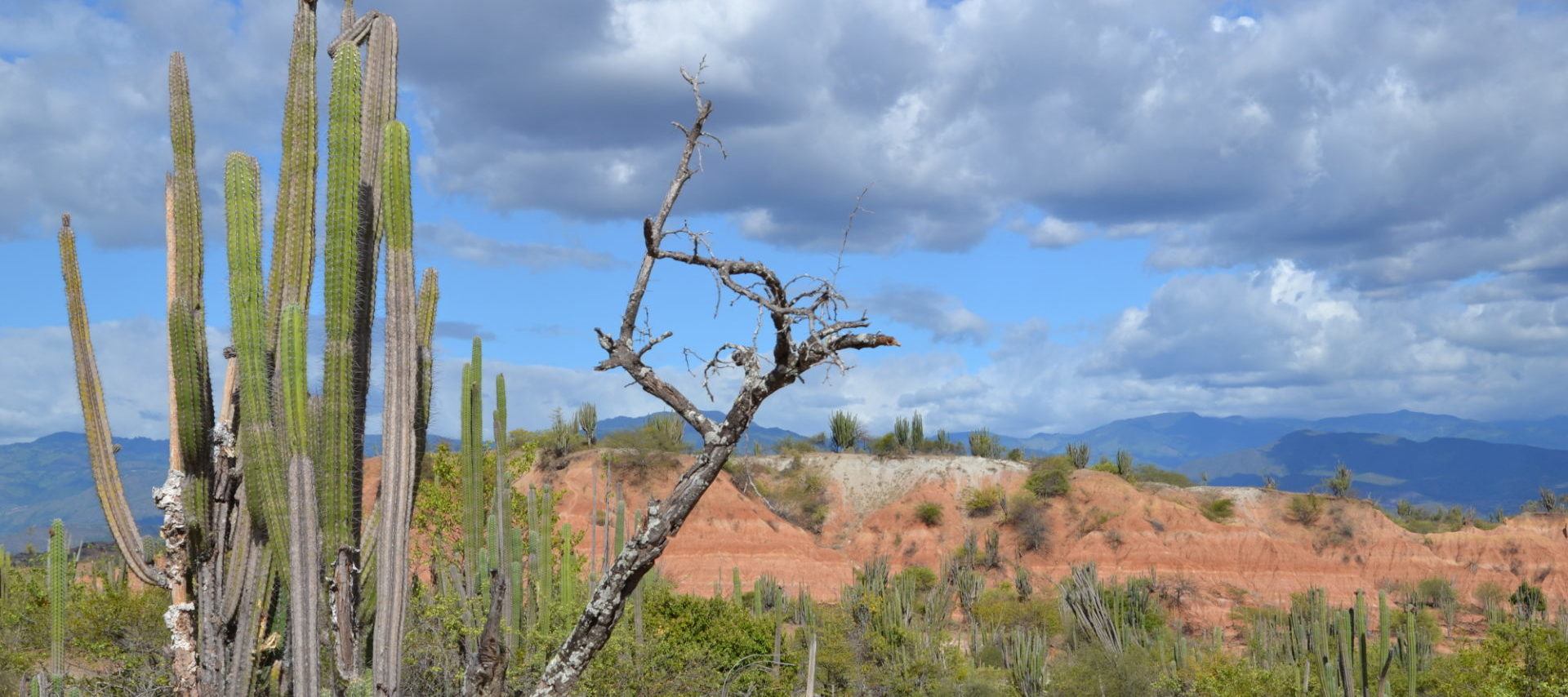 Rondreis Colombia, vallei met cactus, Header