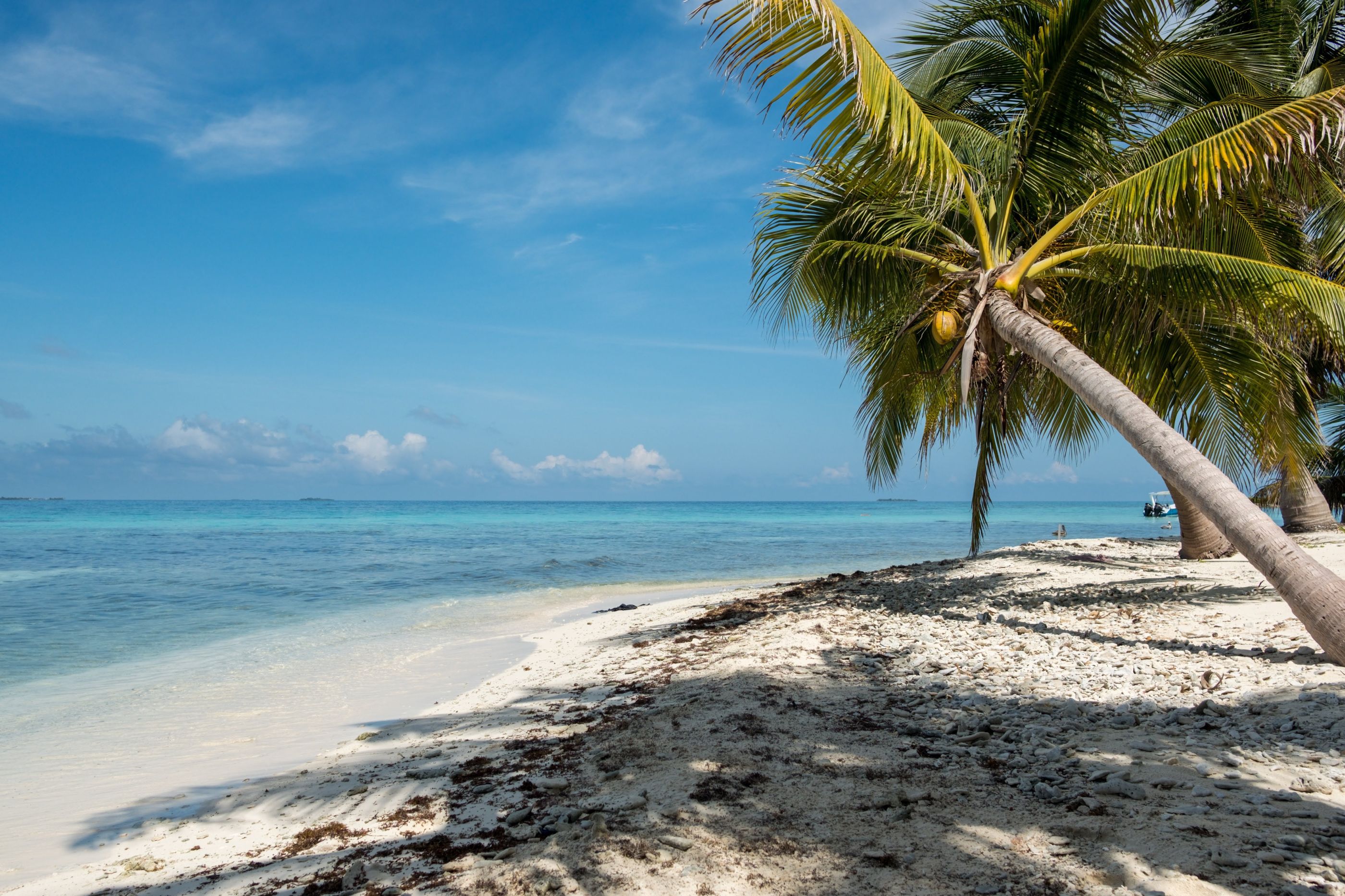 Rondreis Belize, Caye Caulker, strand met palmboom