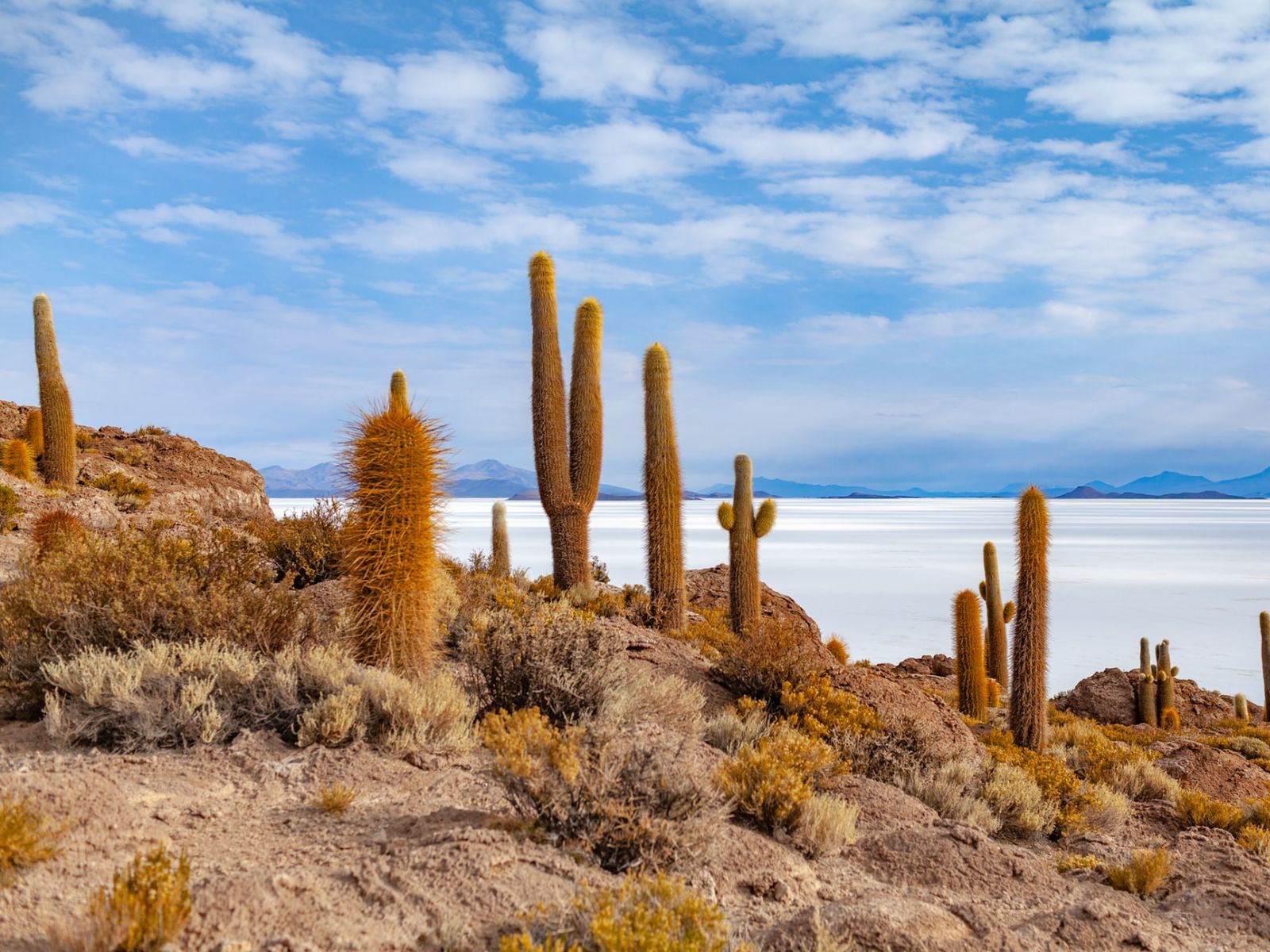 Rondreis Bolivia, Uyuni zoutvlaktes, cactussen met uitzicht op de bergen
