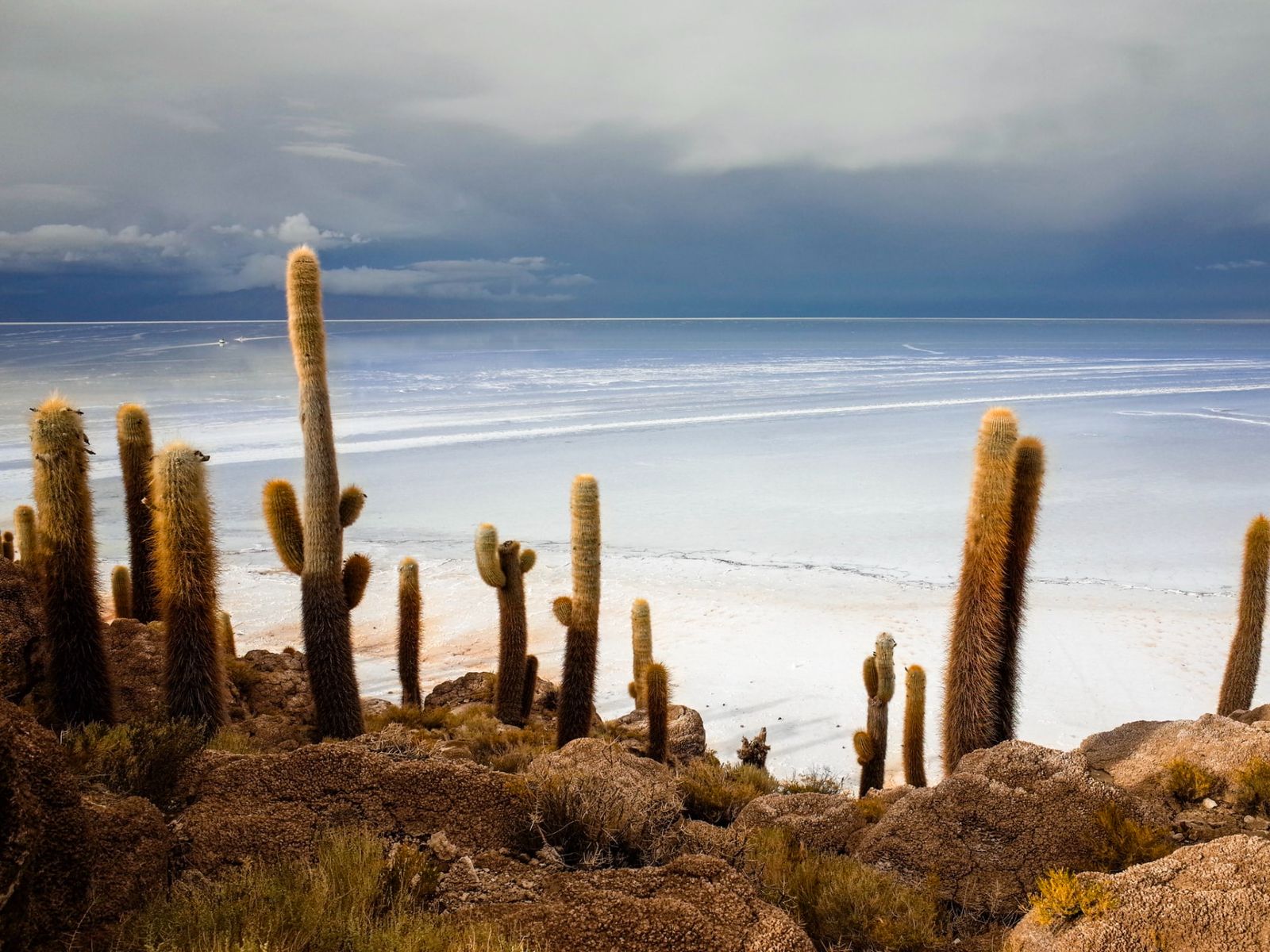 Rondreis Bolivia, Uyuni zoutvlaktes, cactussen met uitzicht op de zoutvlakte