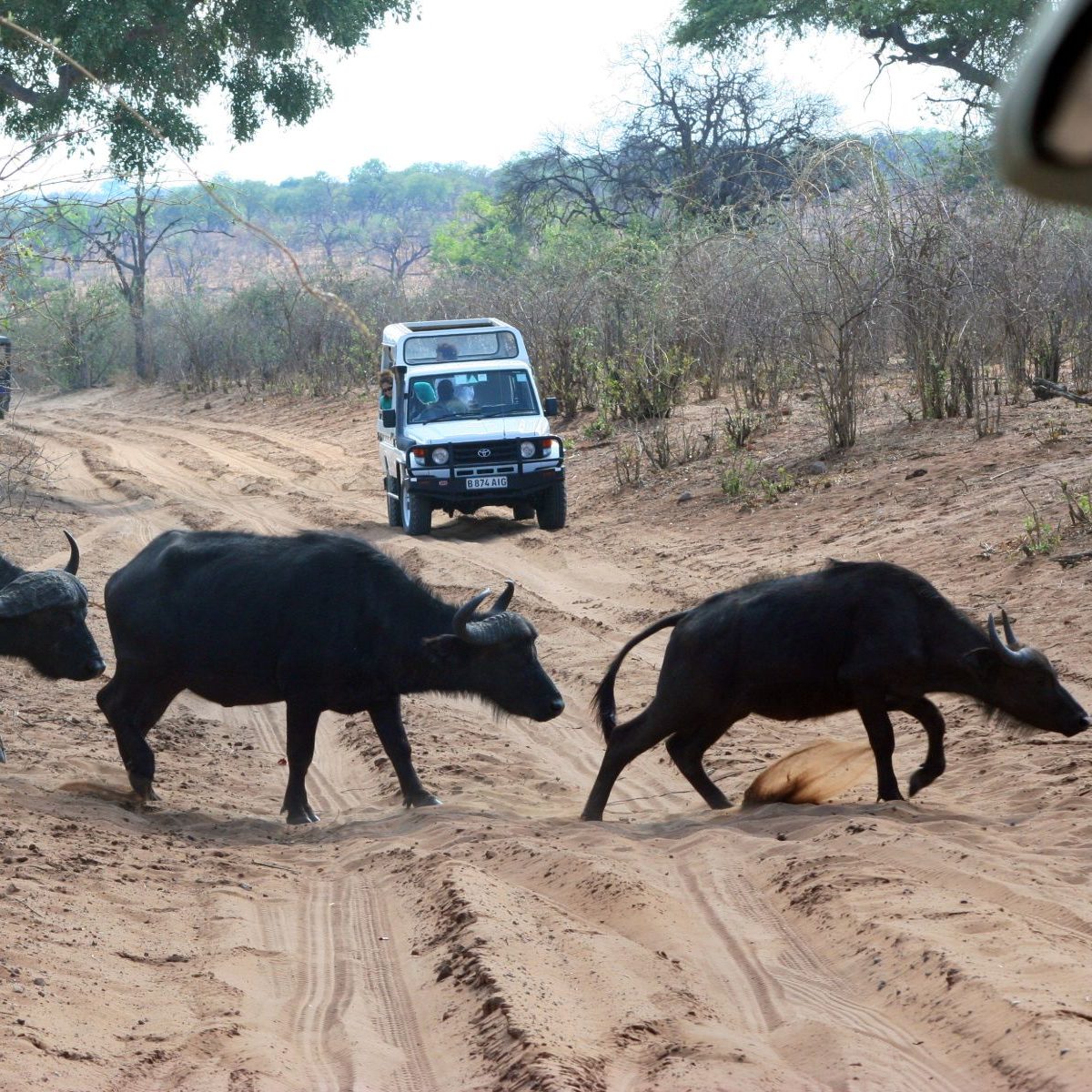 Rondreis Botswana, Chobe National Park, buffalo's steken de weg over