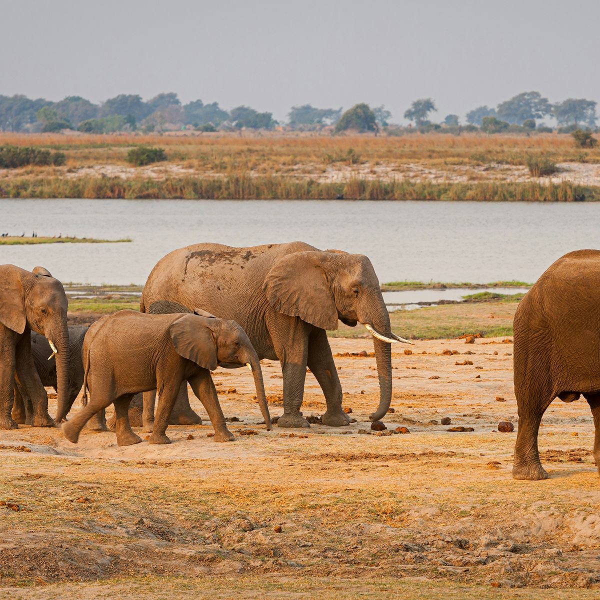 Rondreis Botswana, Chobe National Park, olifanten lopen langs een waterplaats
