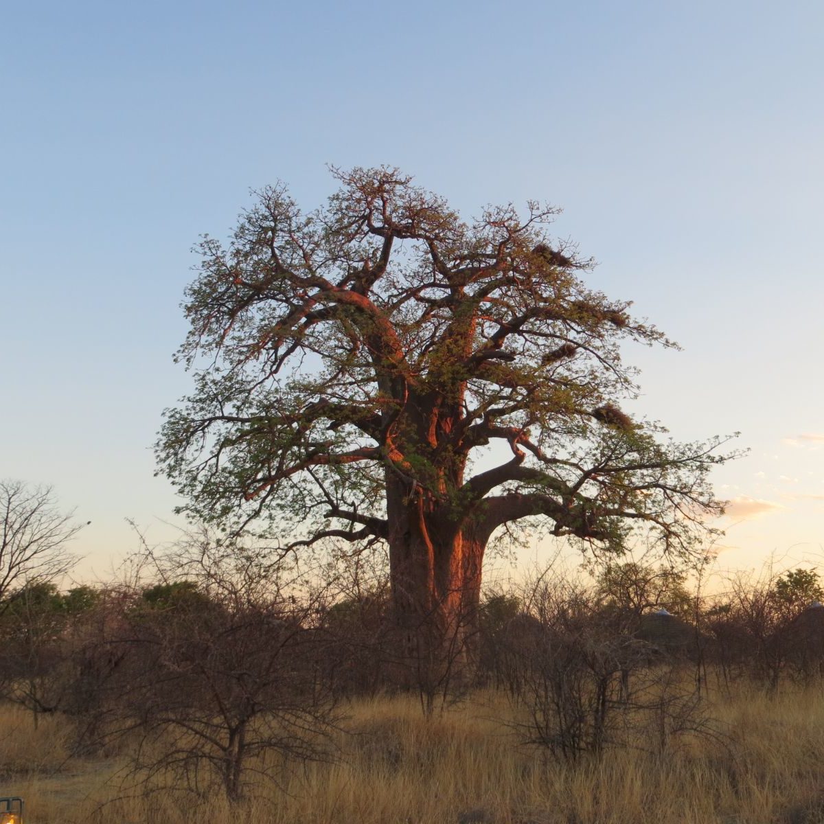 Rondreis Botswana, Gweta, boom in vallei