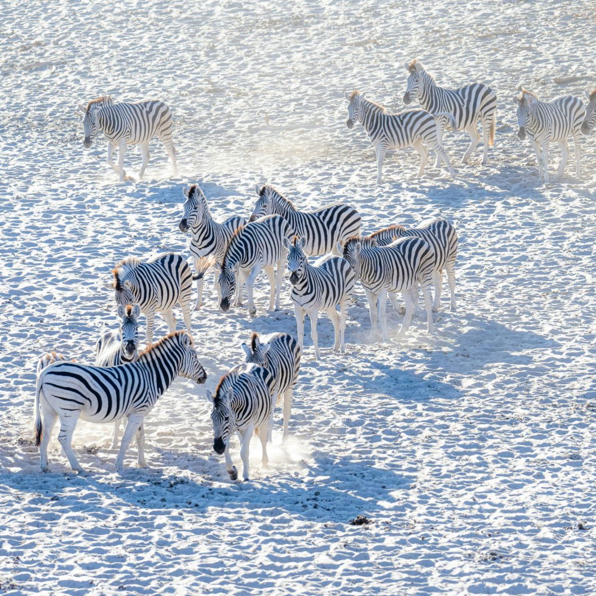 Rondreis Botswana, Nata, Zebra's op wit zand