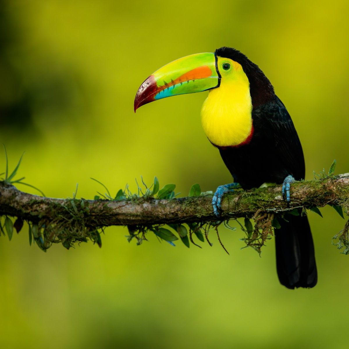 Rondreis Costa Rica, Tulcan