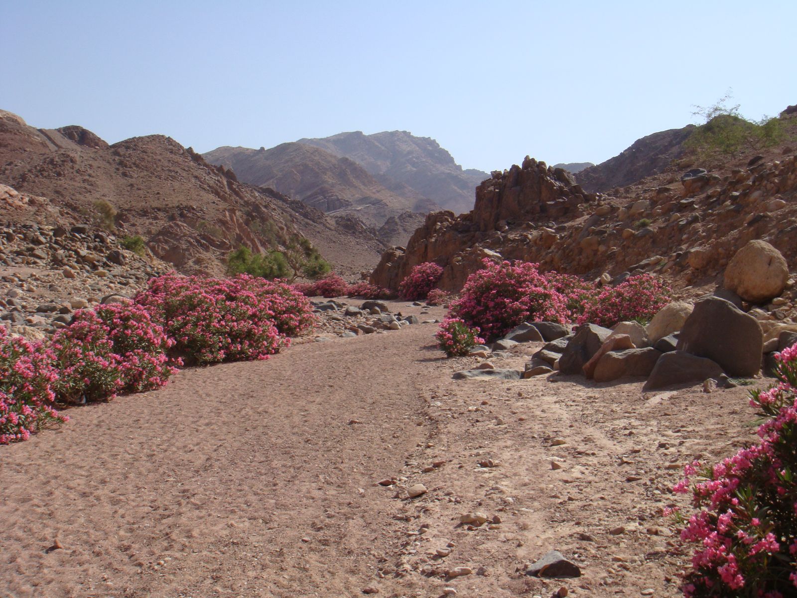 Rondreis Jordanië, Dana, pad met struiken