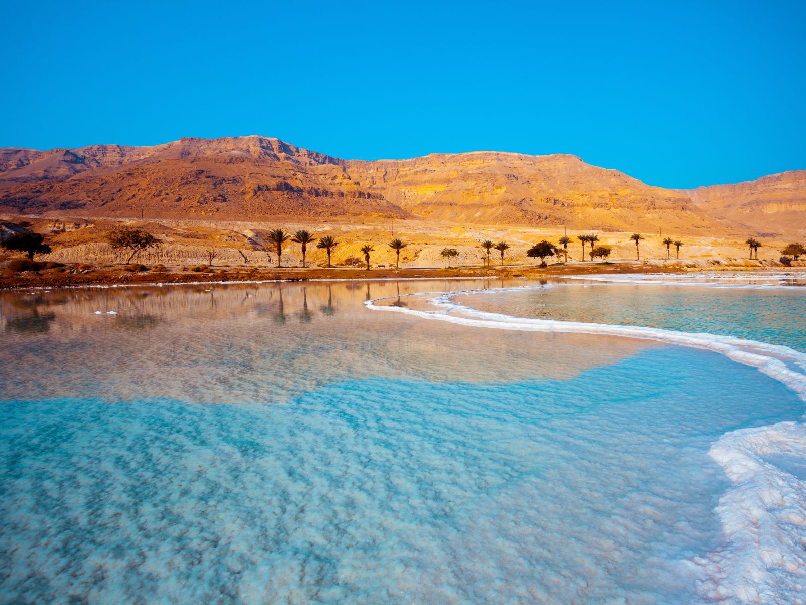 Rondreis Jordanië, Dead Sea, palmbomen op achtergrond