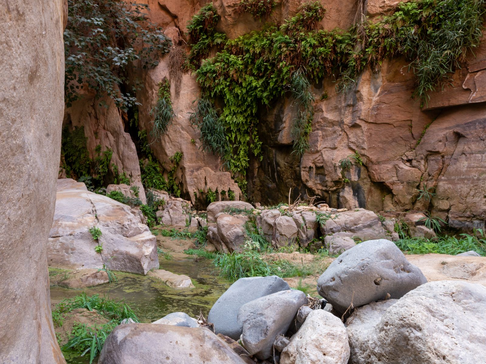 Rondreis Jordanië, Wadi Ghuweir, met plantengroei en steile rotsen