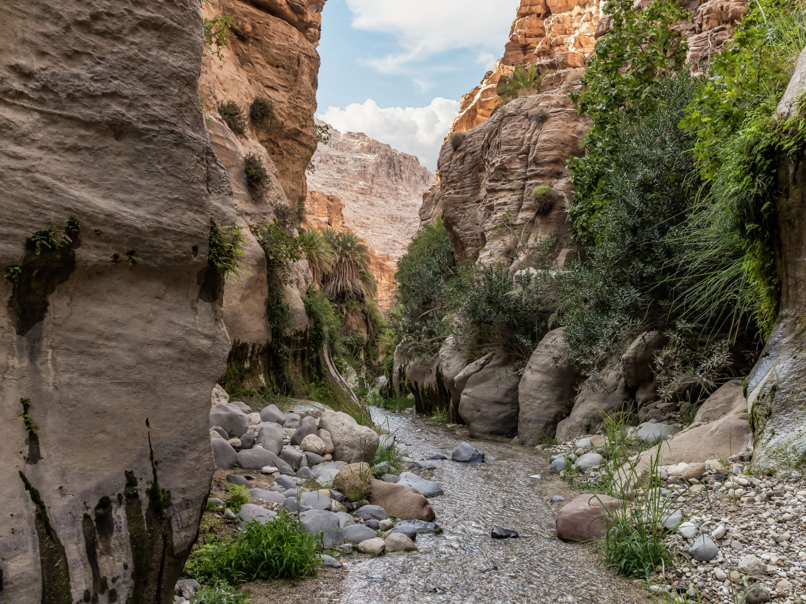 Rondreis Jordanië, Wadi Ghuweir, met plantengroei