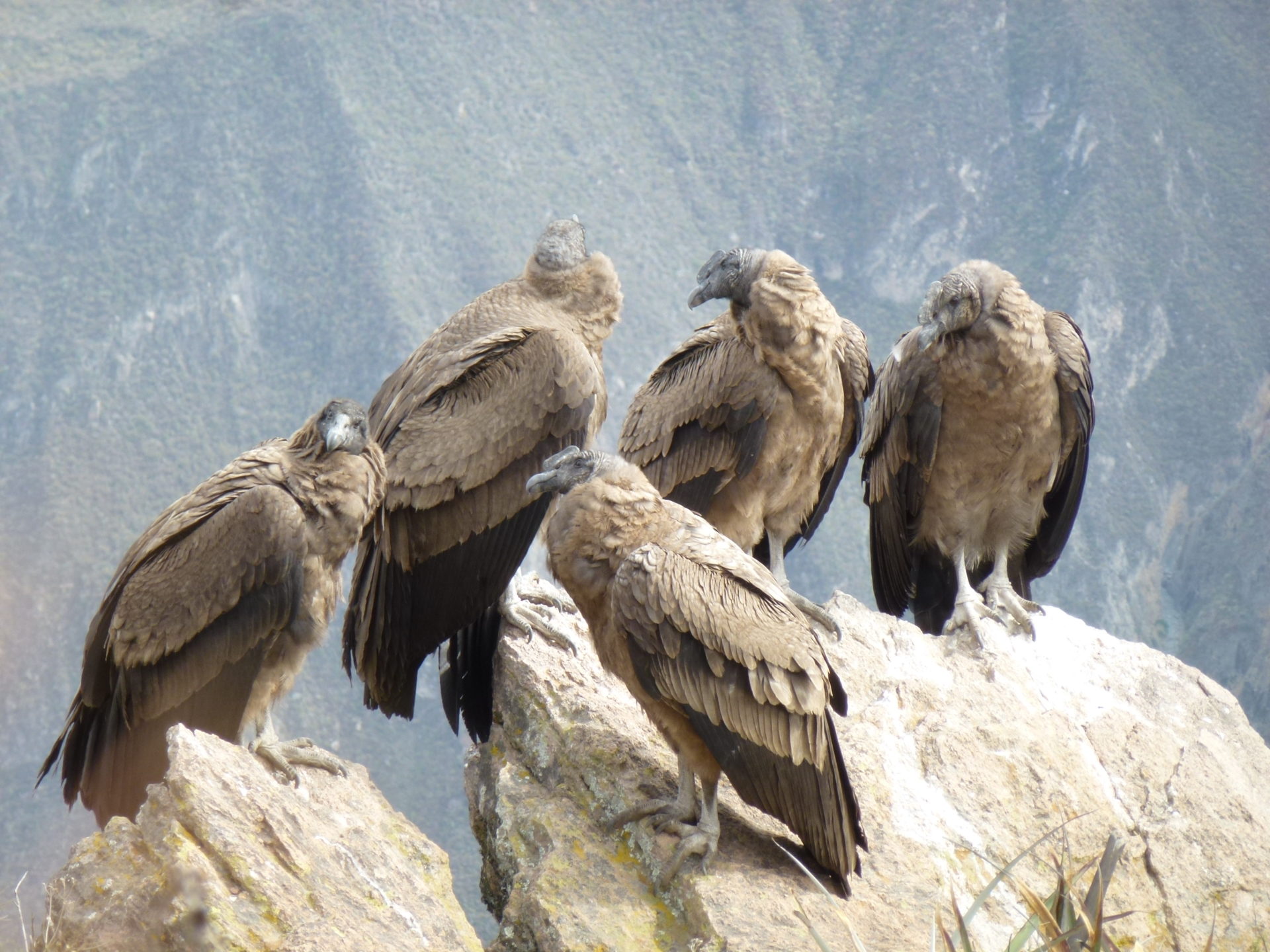 Rondreis Peru, Colca canyon, krater met roofvogels