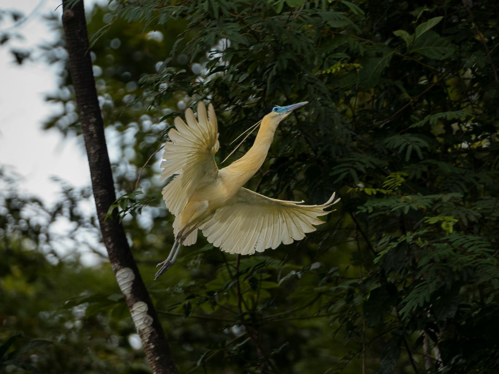 Rondreis Peru, Iquitos, gele vogel met blauwe snavel