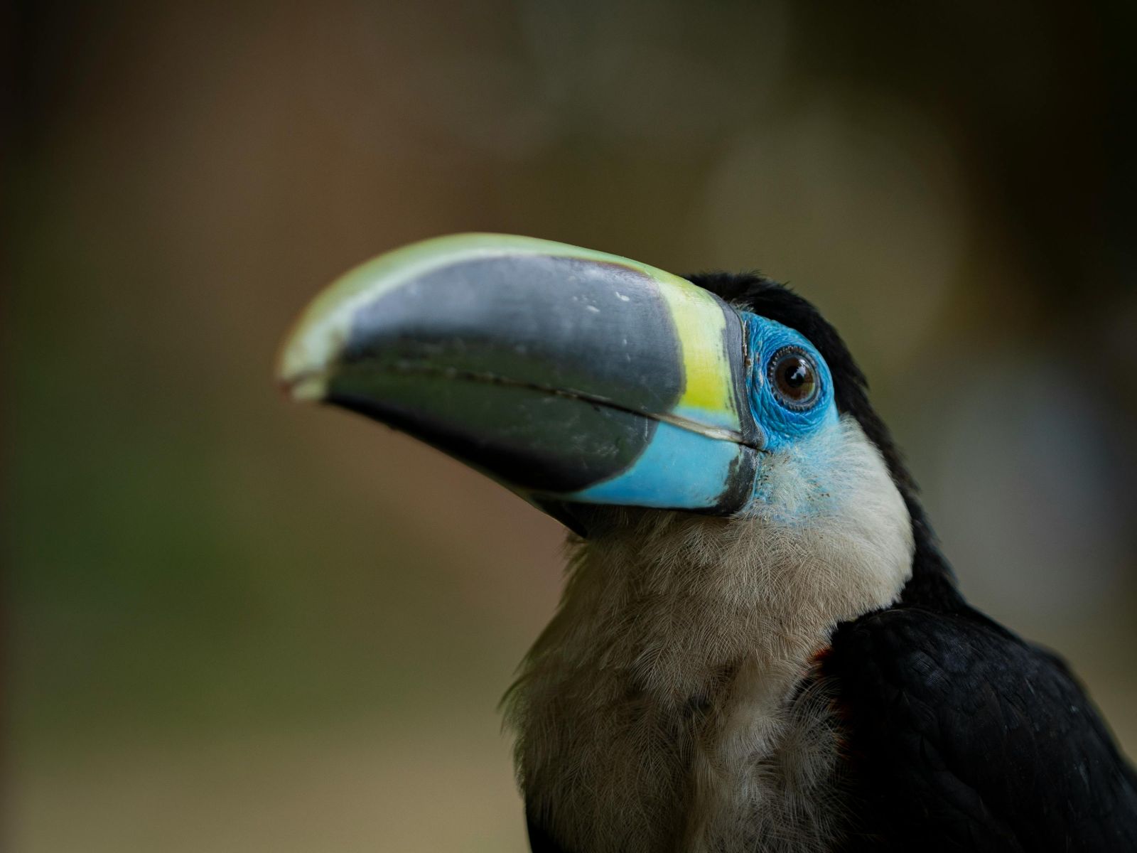Rondreis Peru, Iquitos, zwarte vogel met blauwe - zwart- gele snavel