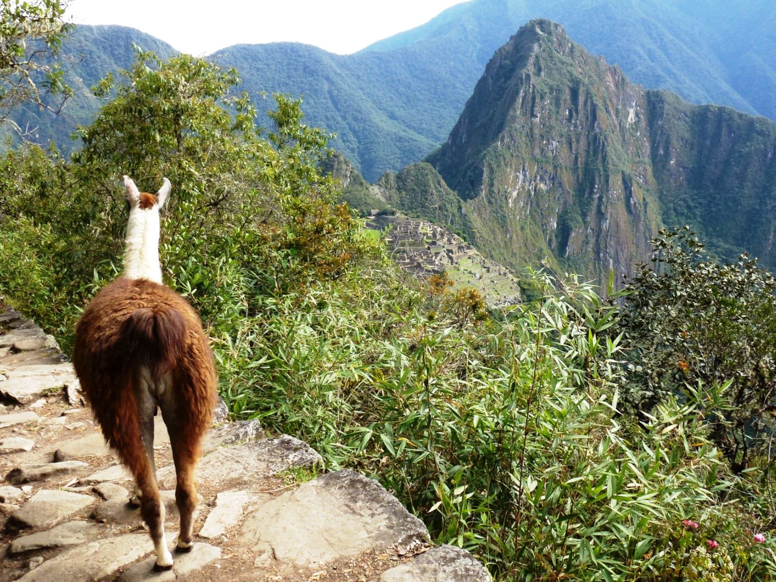 Foto medewerker, Joanne Machu Picchu Peru