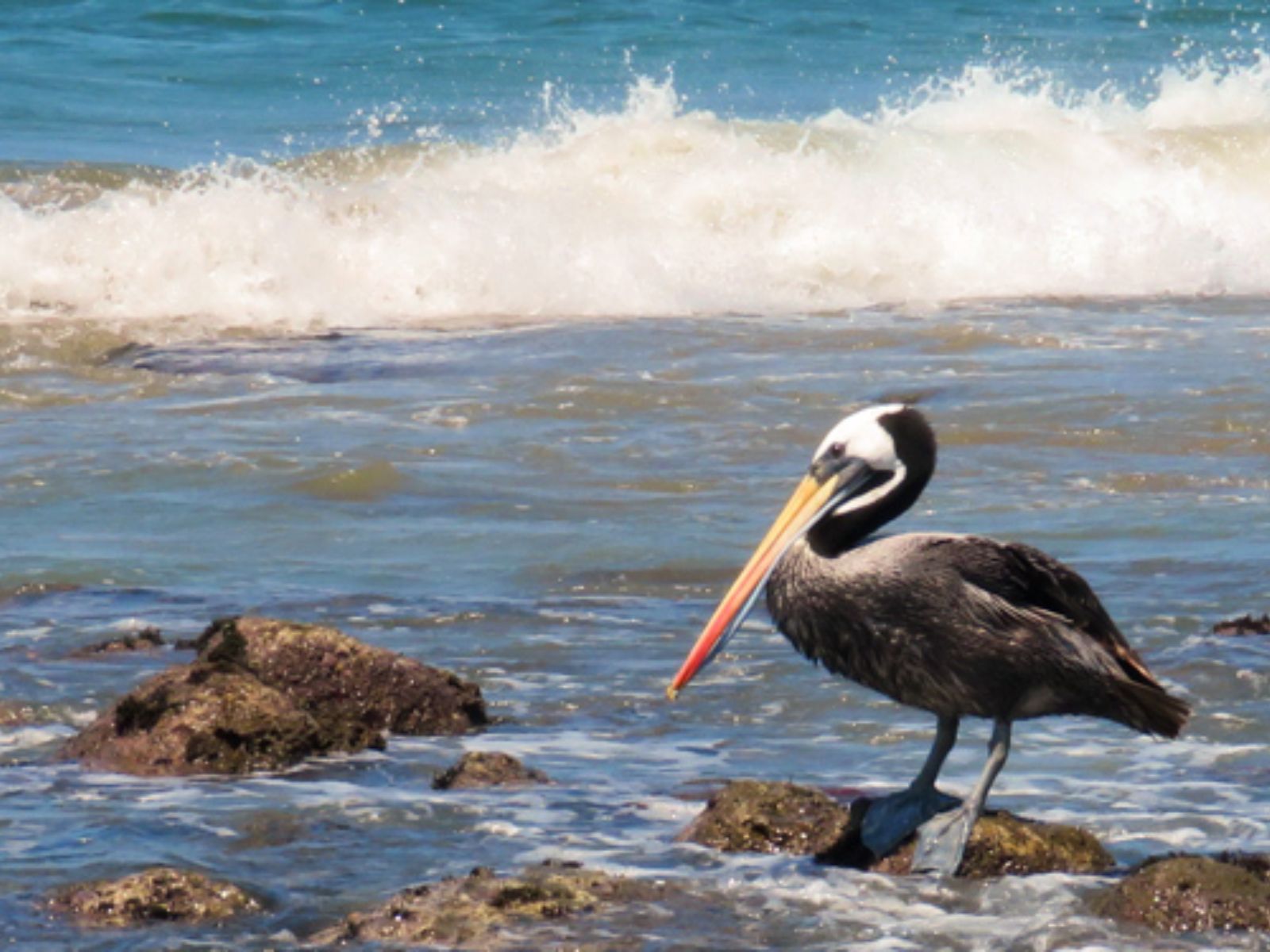 Rondreis Peru, Mancora vogel