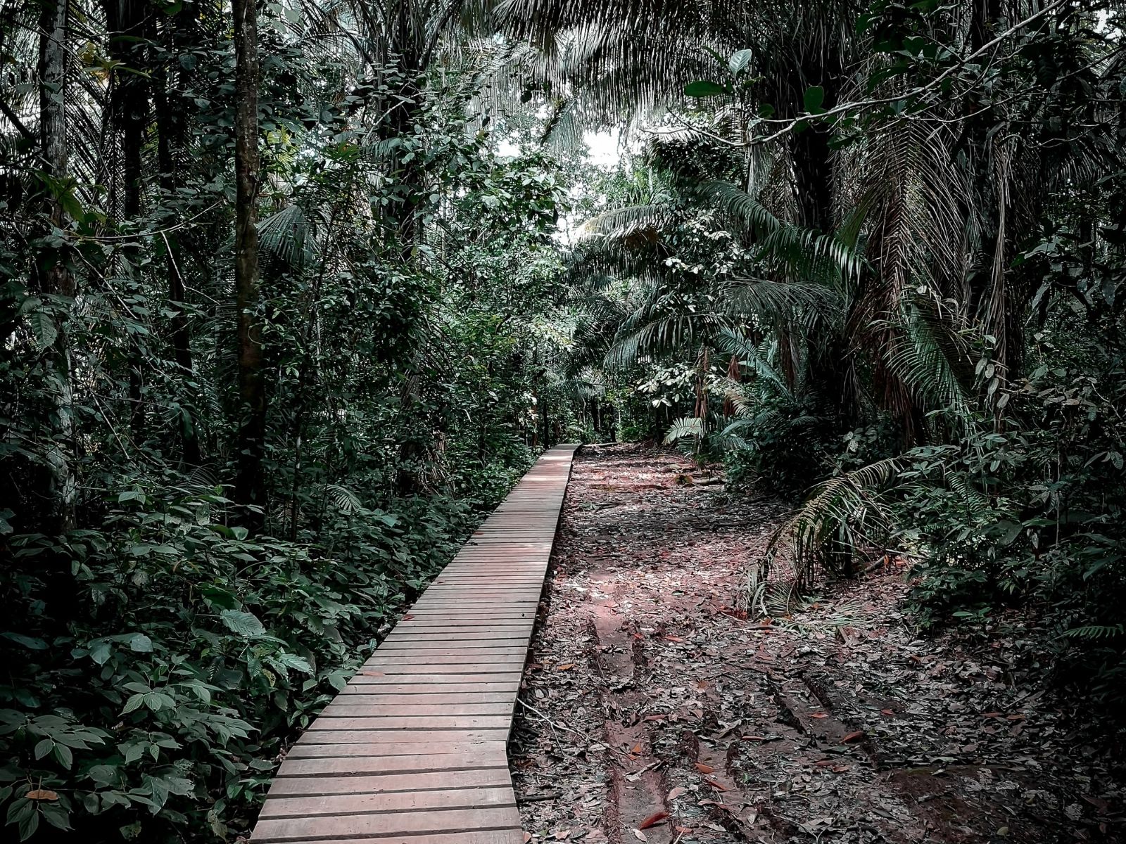 Rondreis Peru, Posada Amazonas + Puerto Maldonado,Tambopata wandel pas