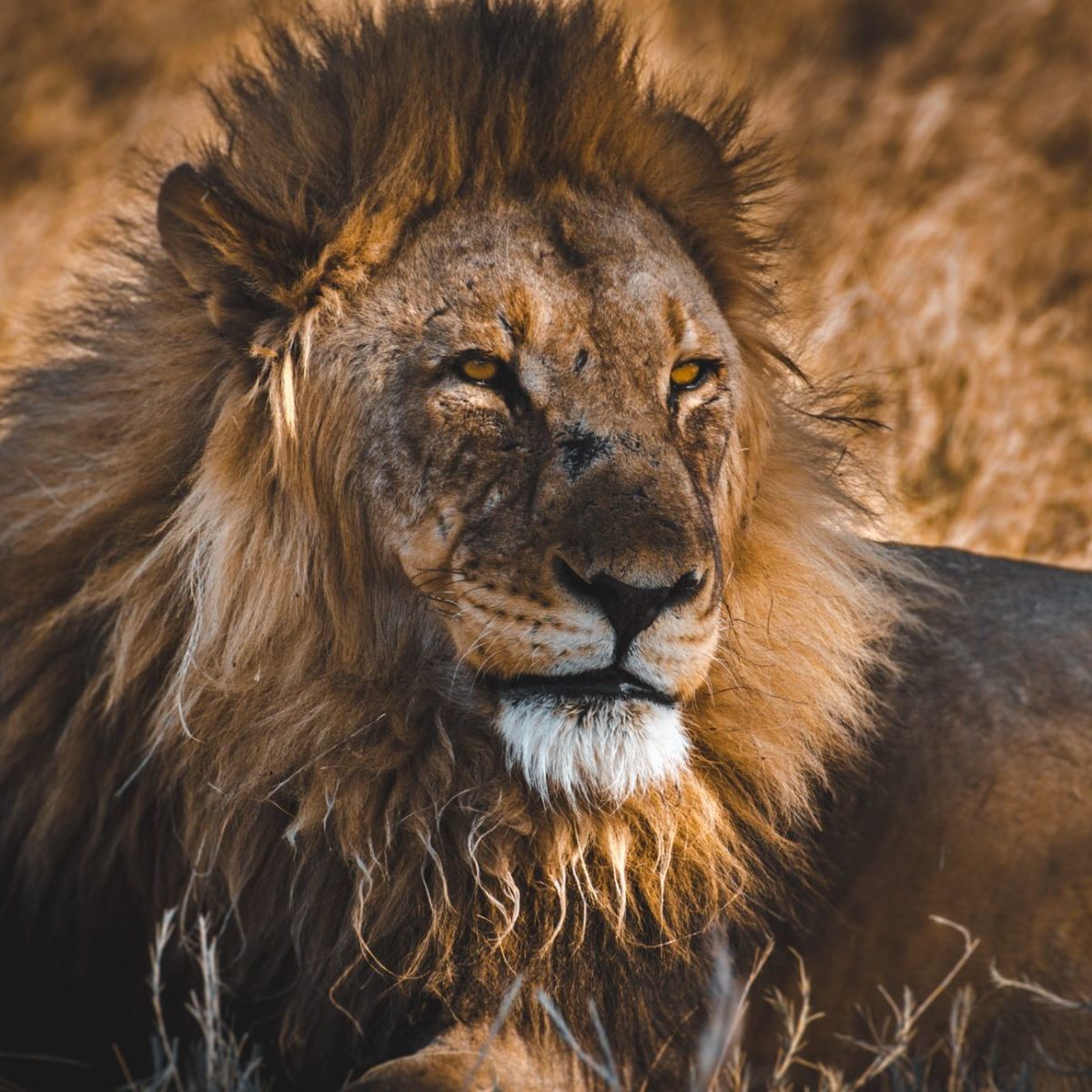 Rondreis Namibië, Etosha, Leeuw