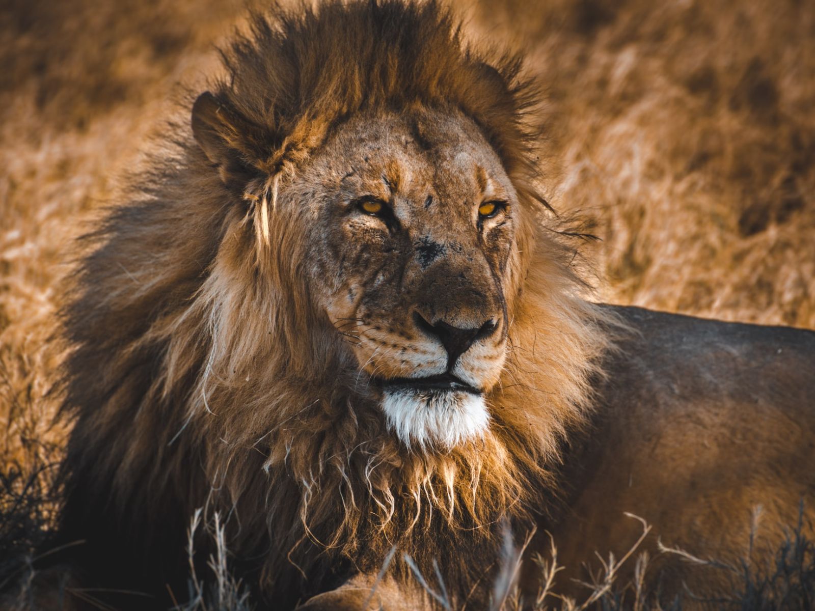 Rondreis Namibië, Etosha, Leeuw