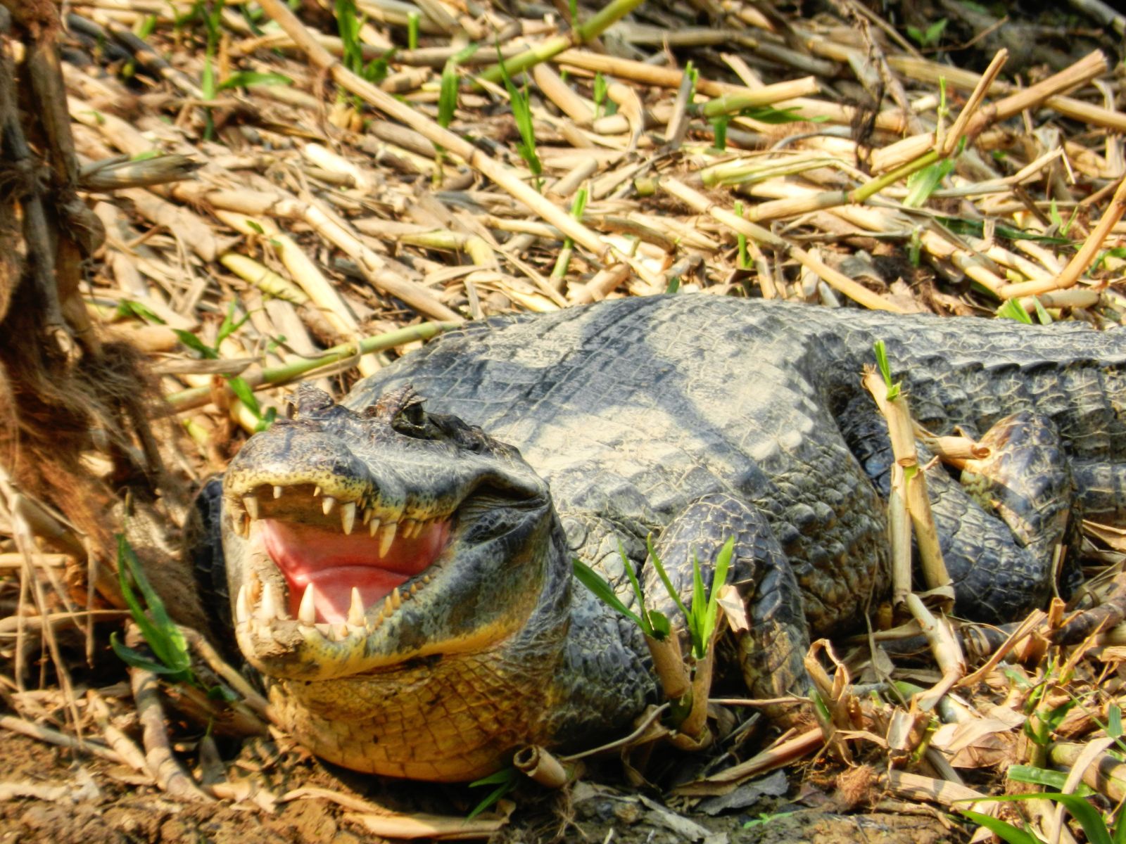 rondreis bolivia rurrenabaque krokodil