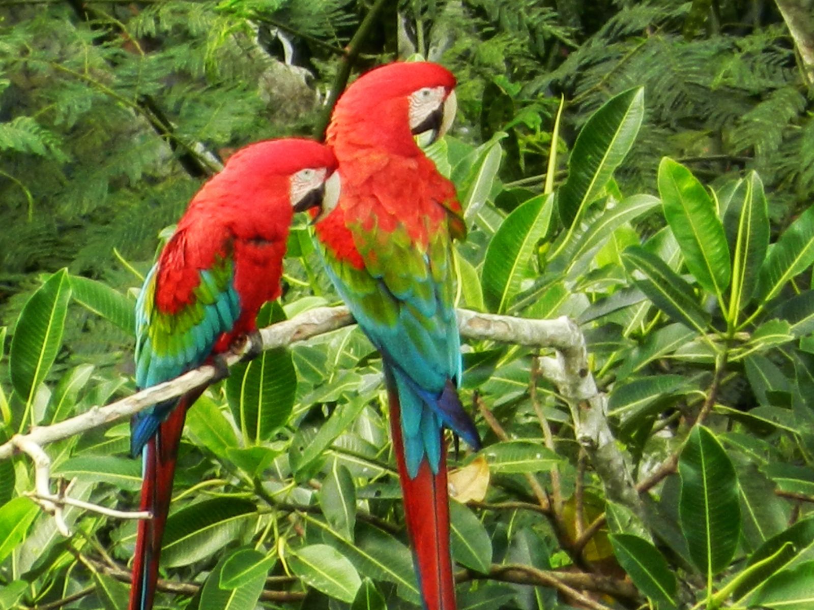 rondreis bolivia rurrenabaque papegaai