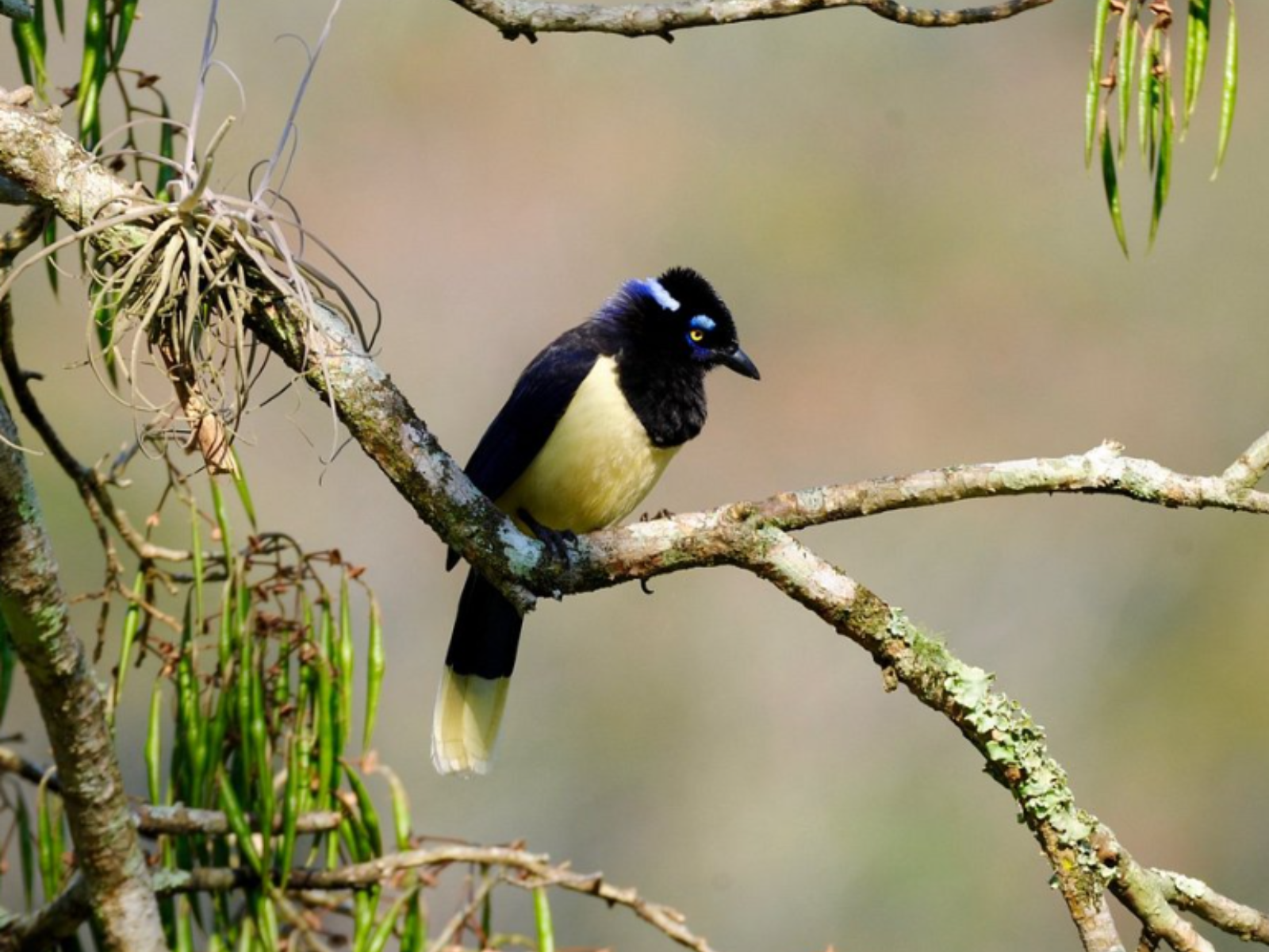 rondreis bolivia samaipata hoogtepunt vogel 1