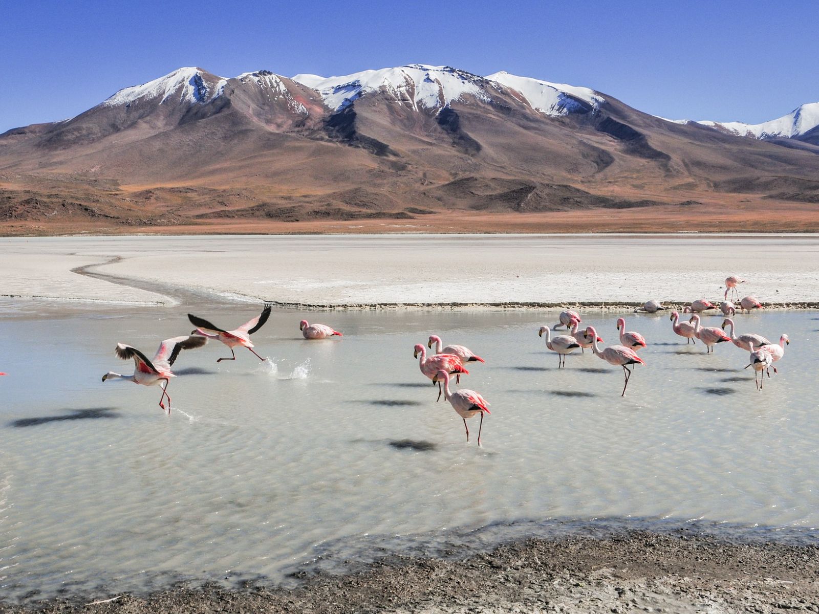 rondreis bolivia, uyuni, red lagoon