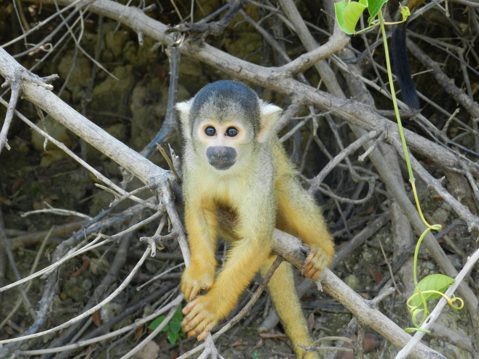 rondreis bolivia rurrenabaque aap hoogtepunt 4