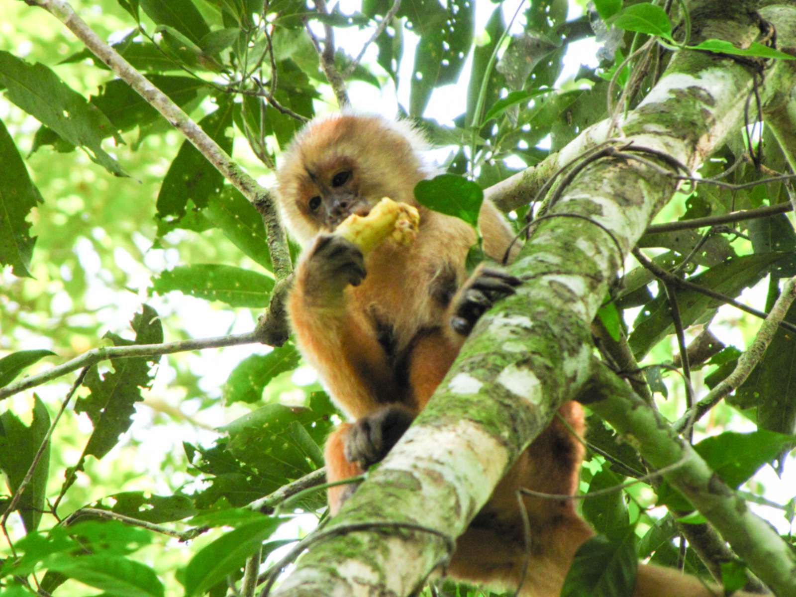 rondreis peru amazone jungle hoogtepunt 8