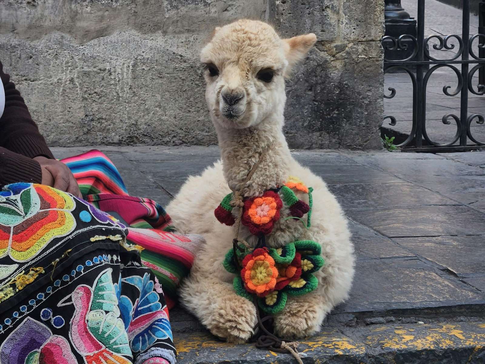 rondreis peru arequipa hoogtepunt alpaca