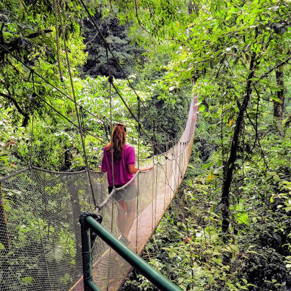 Hangbrug-door-de-toppen-van-de-bomen