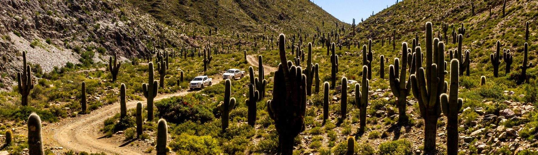 Rondreis Argentinië, Tilcara, cactusbos banner