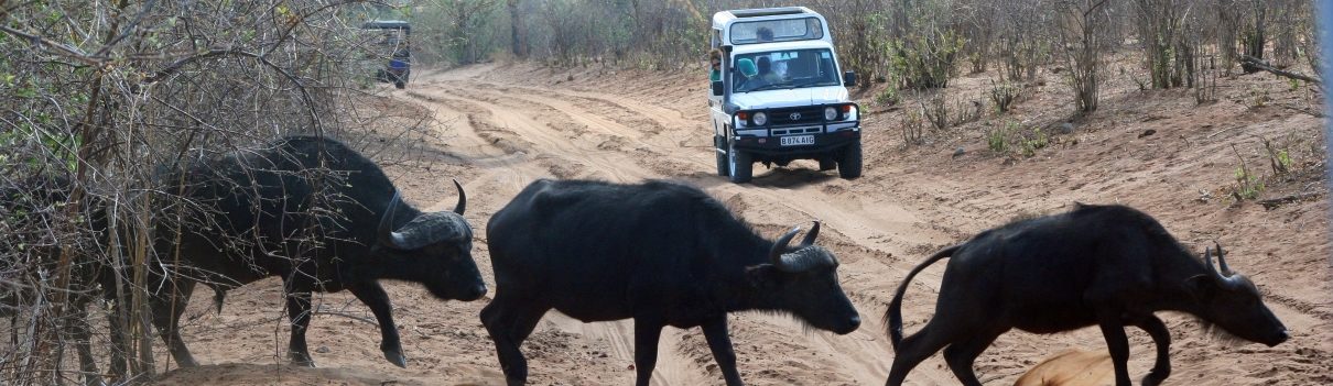 Rondreis Botswana, Chobe National Park, buffalo's steken de weg over, banner