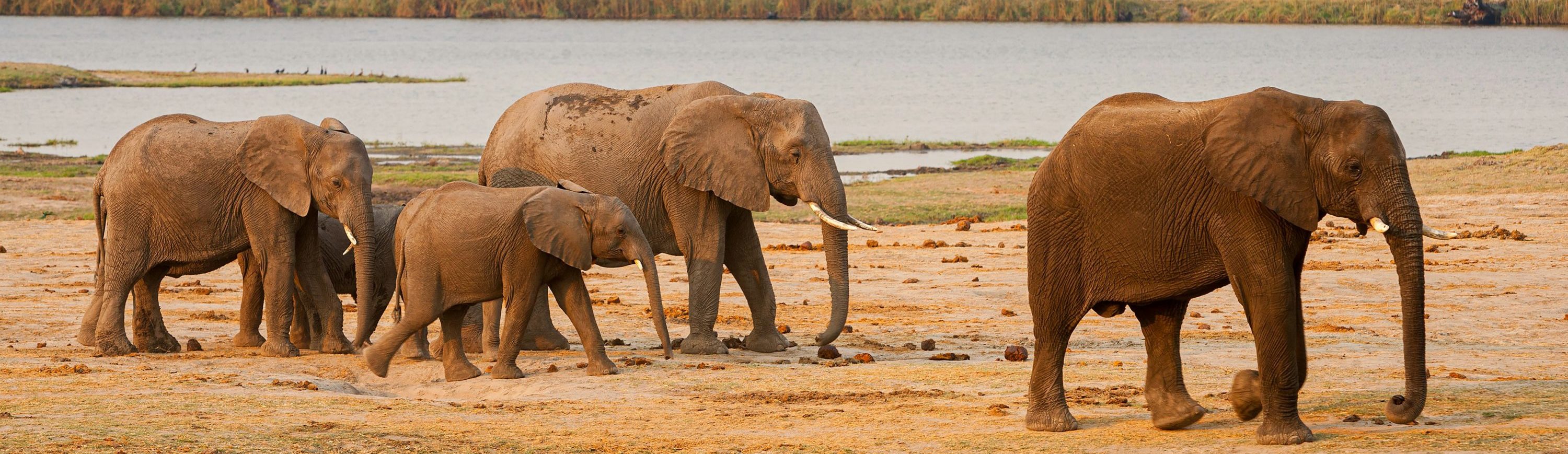Rondreis-Botswana-Chobe-National-Park-olifanten-lopen-langs-een-waterplaats