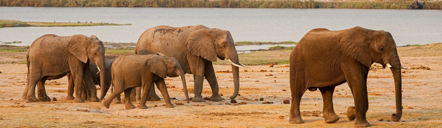 Rondreis Botswana, Chobe National Park, olifanten lopen langs een waterplaats, banner