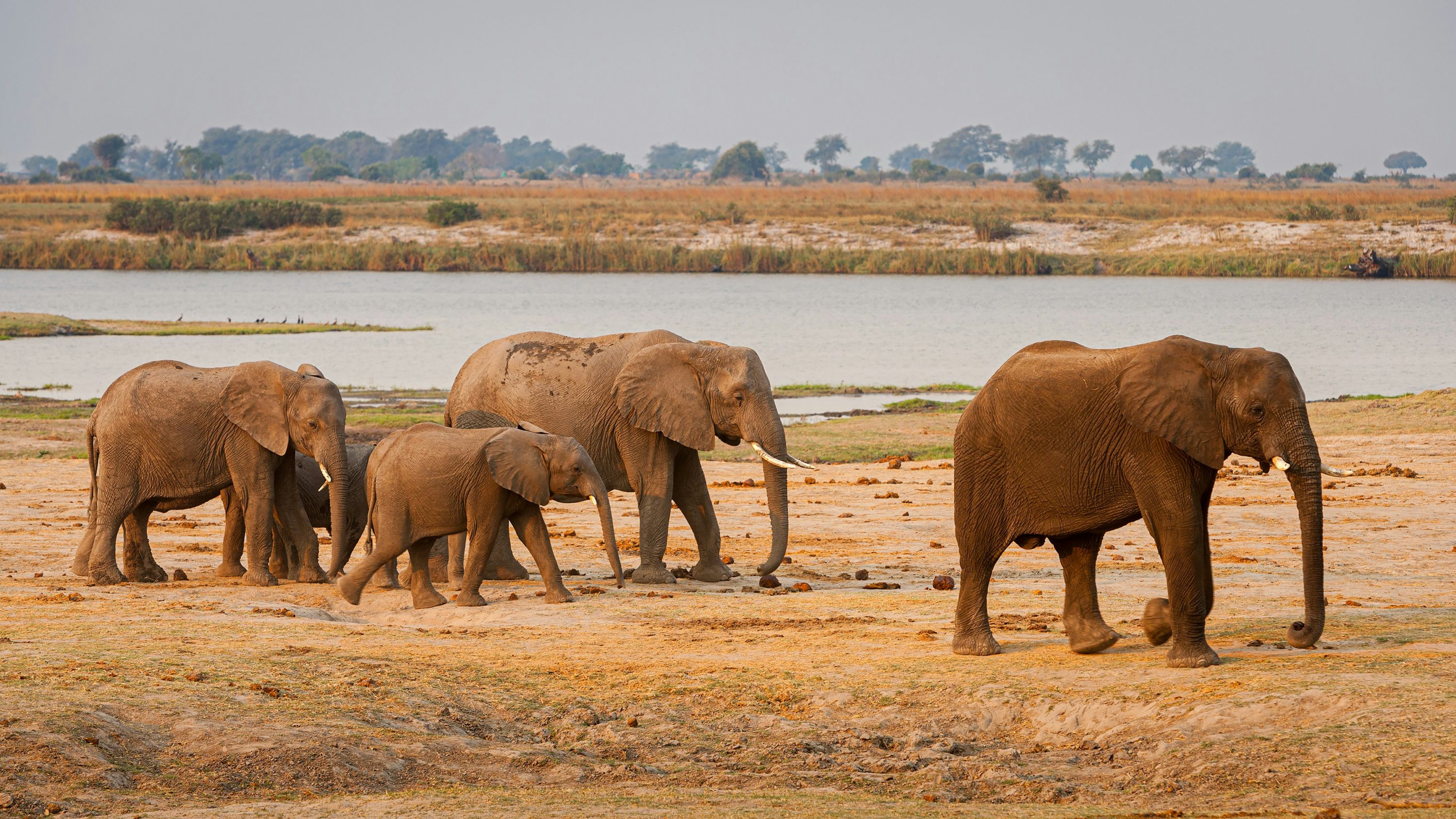 Rondreis Botswana, Chobe National Park, olifantenRondreis Botswana, Chobe National Park, olifanten lopen langs een waterplaats lopen langs een waterplaats
