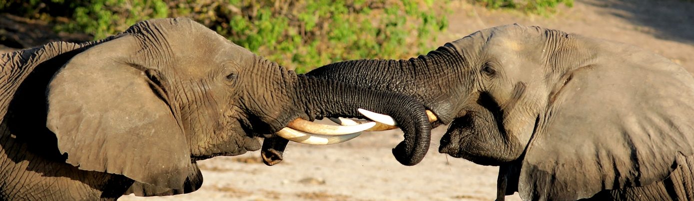 Rondreis Botswana, Kasane, twee olifanten in het water met slurfen aan elkaar, banner