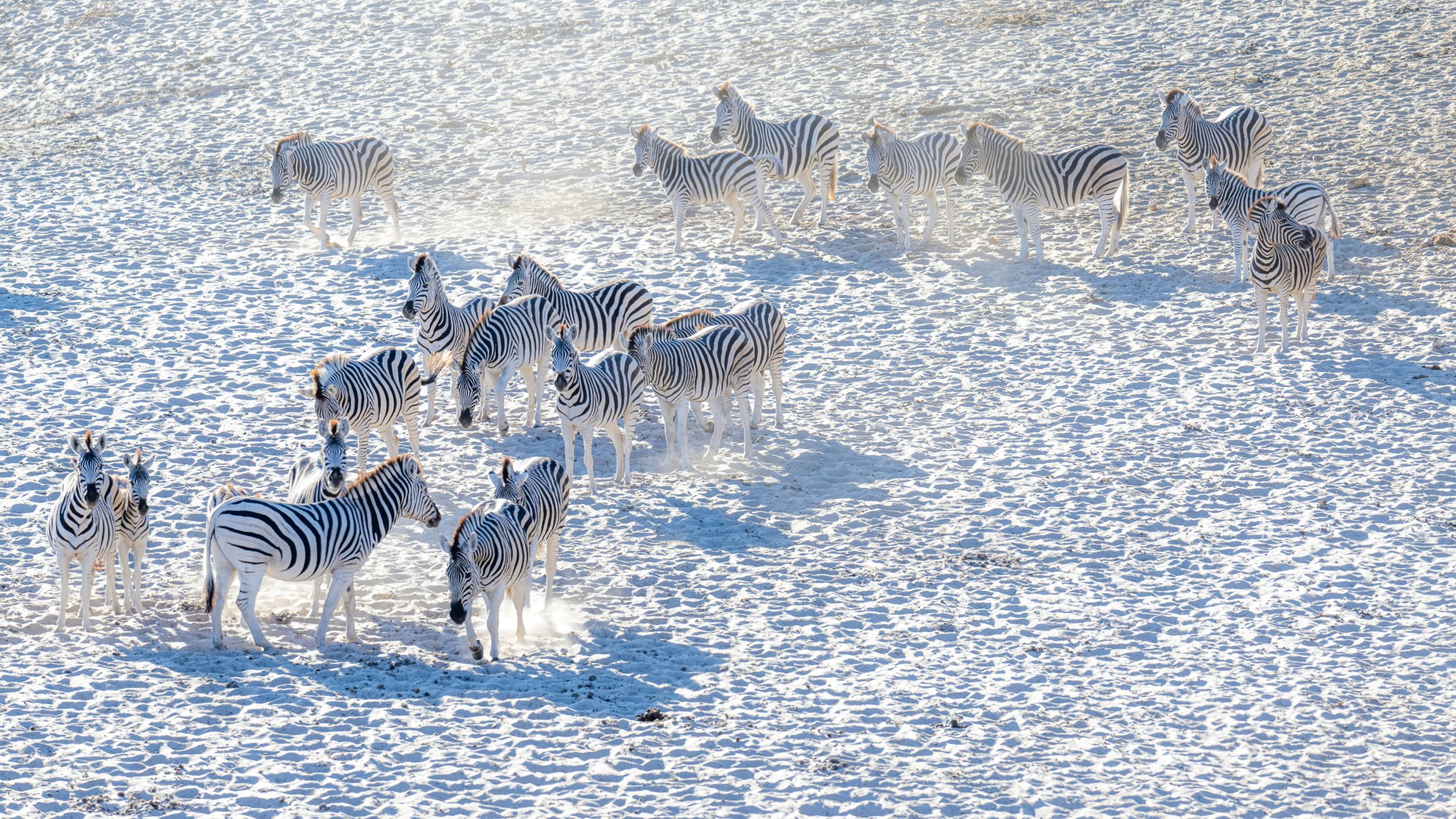 Rondreis Botswana, Nata, Zebra's op wit zand Banner